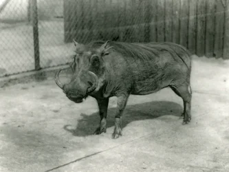 Ein Warzenschwein, Londoner Zoo, 1923